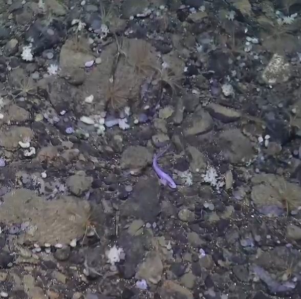 Lycenchelys platyrhina