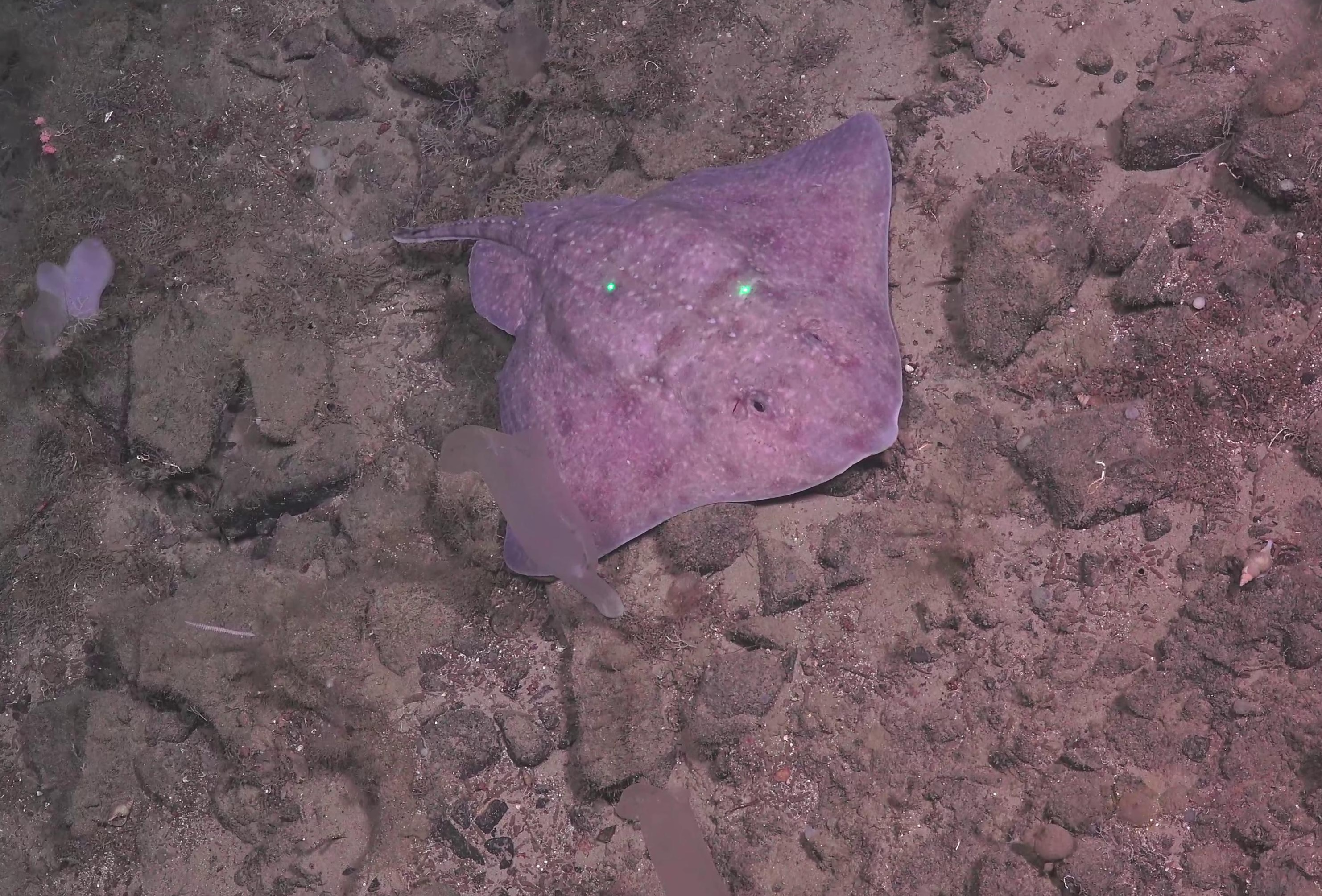 Amblyraja hyperborea