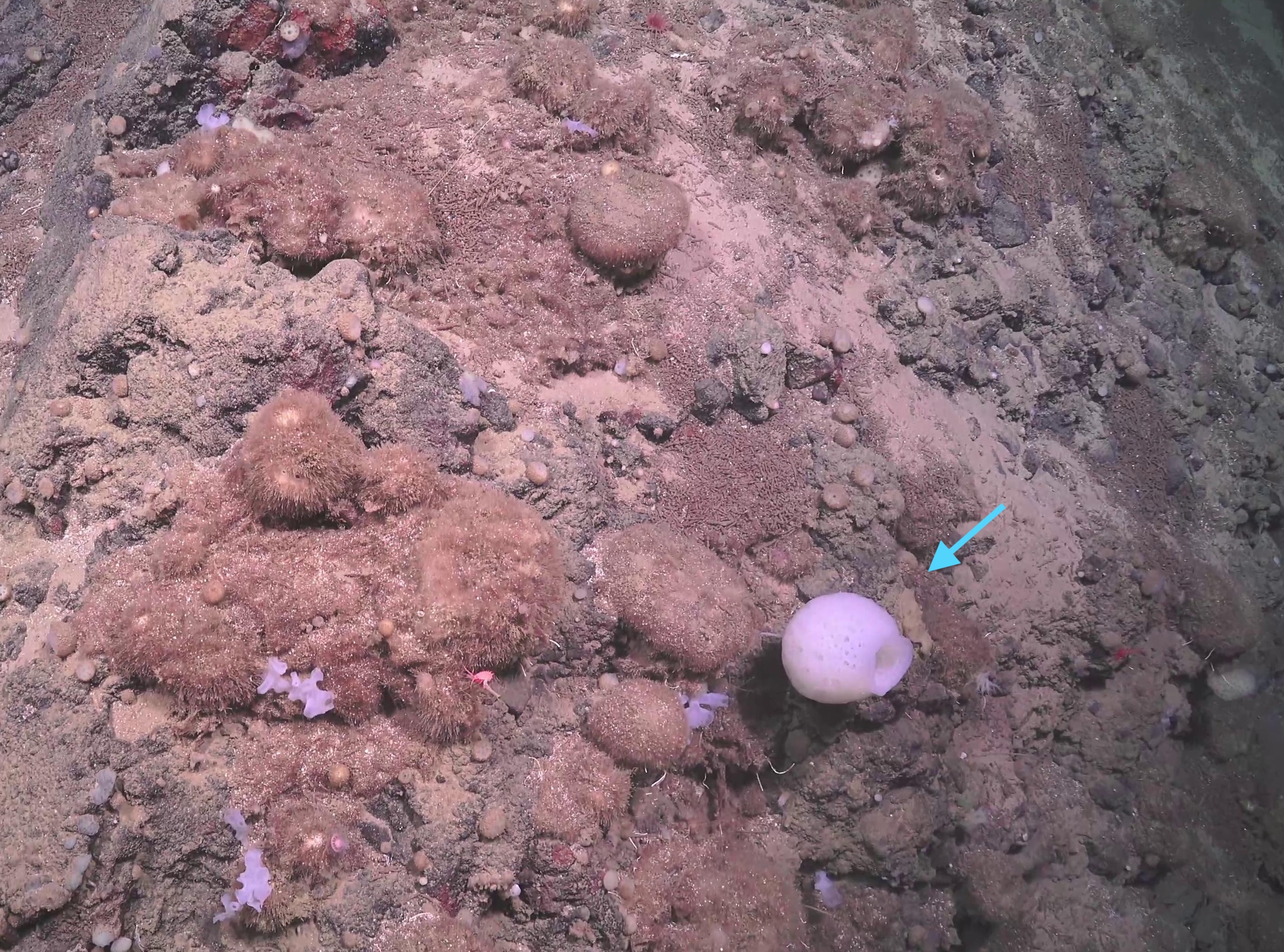 Porifera