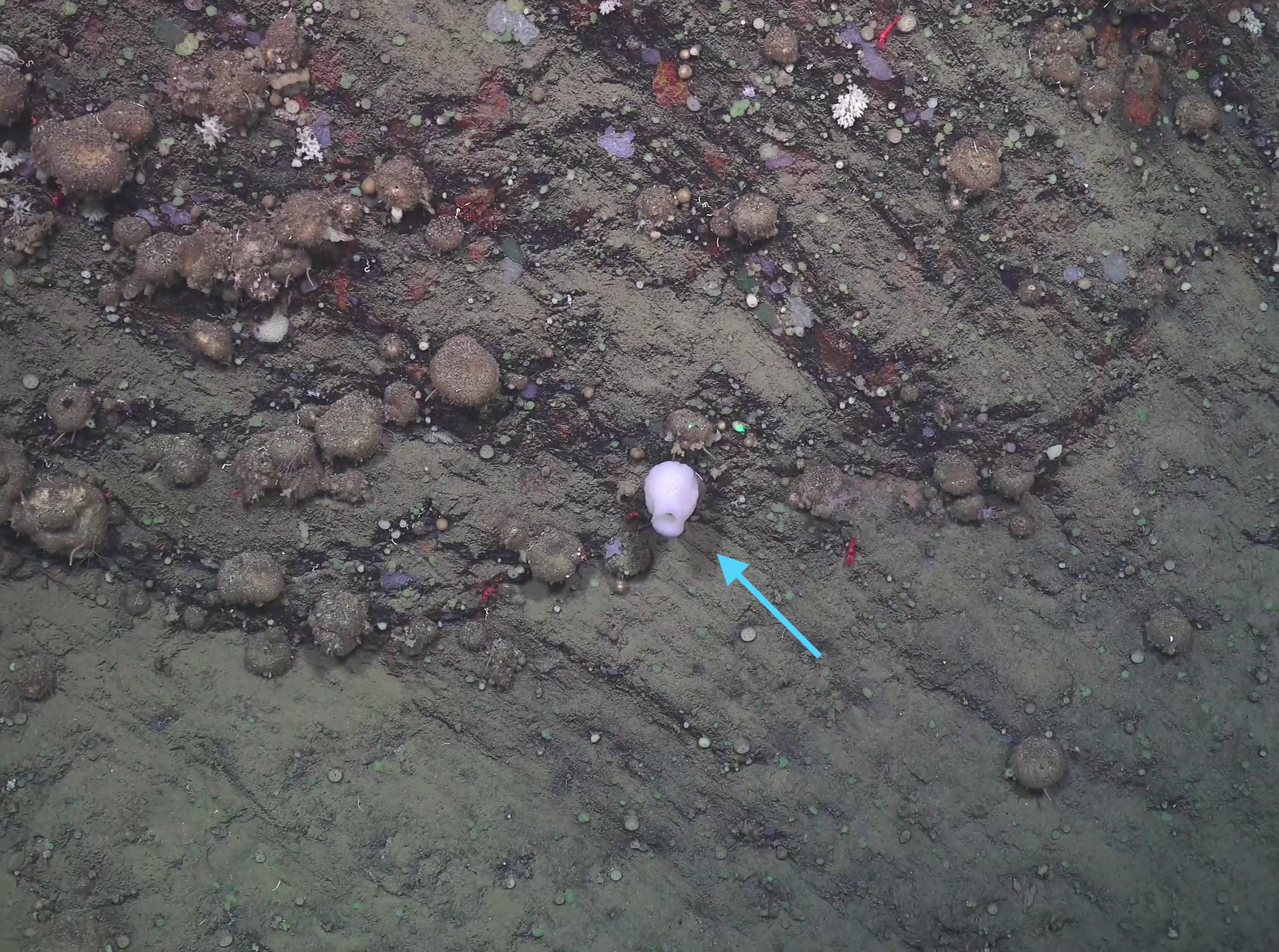 Amphidiscella monai