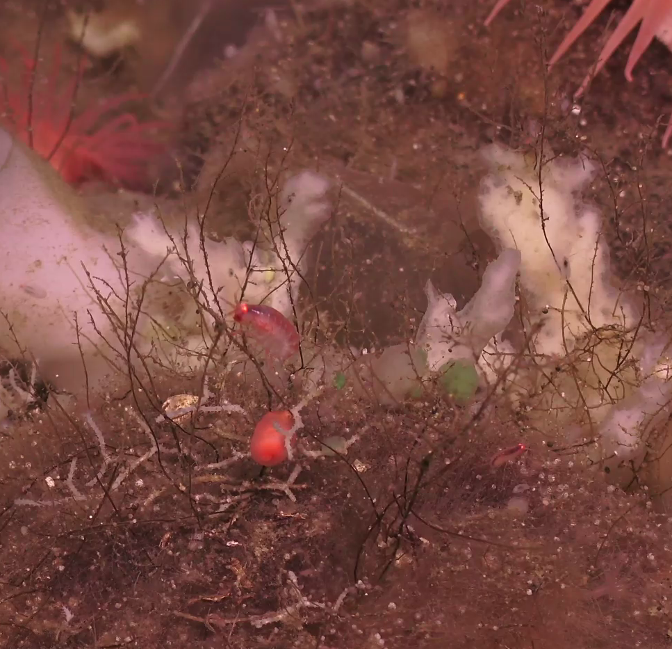 Amphipoda