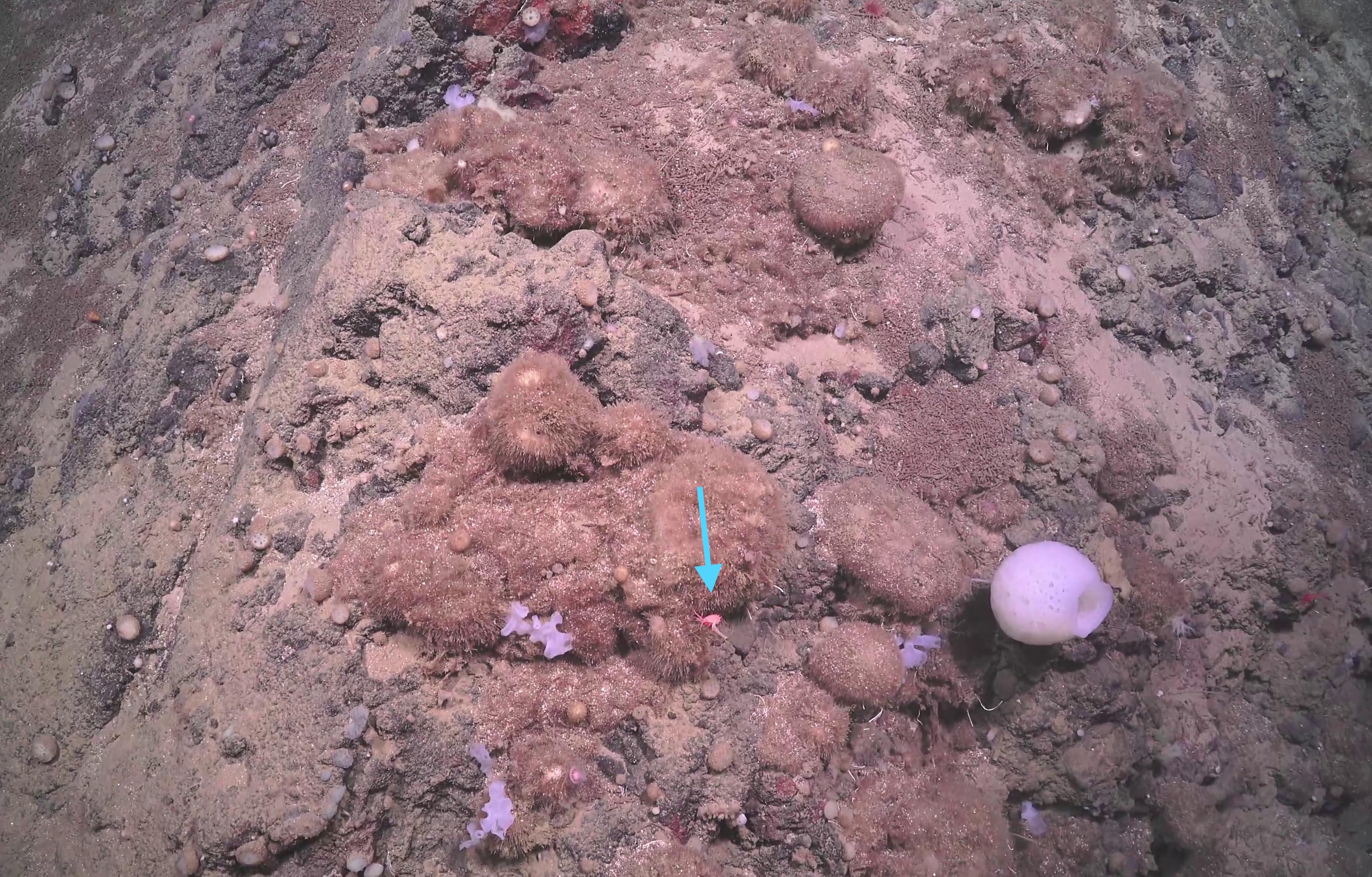 Amphipoda