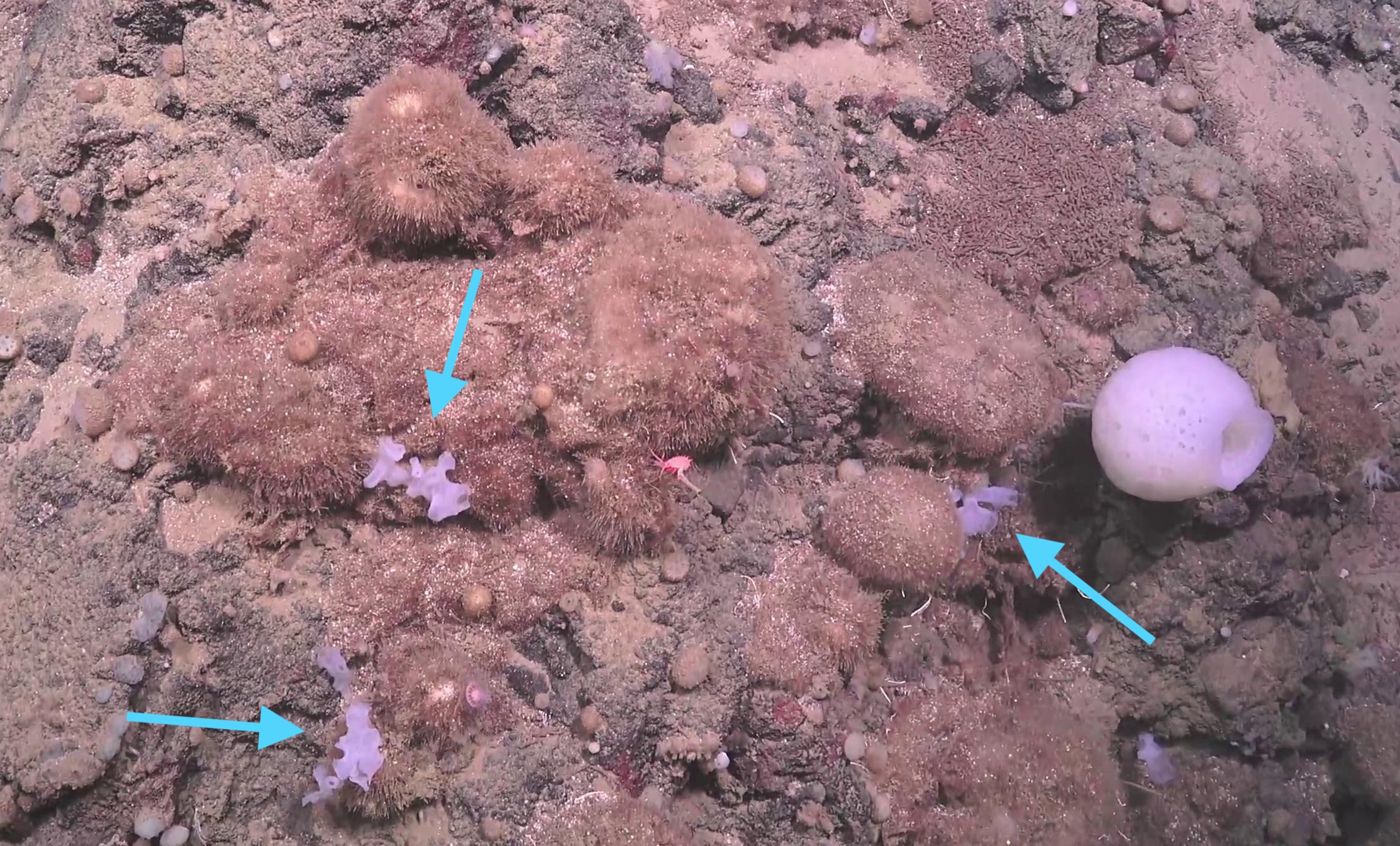 Aphrocallistidae