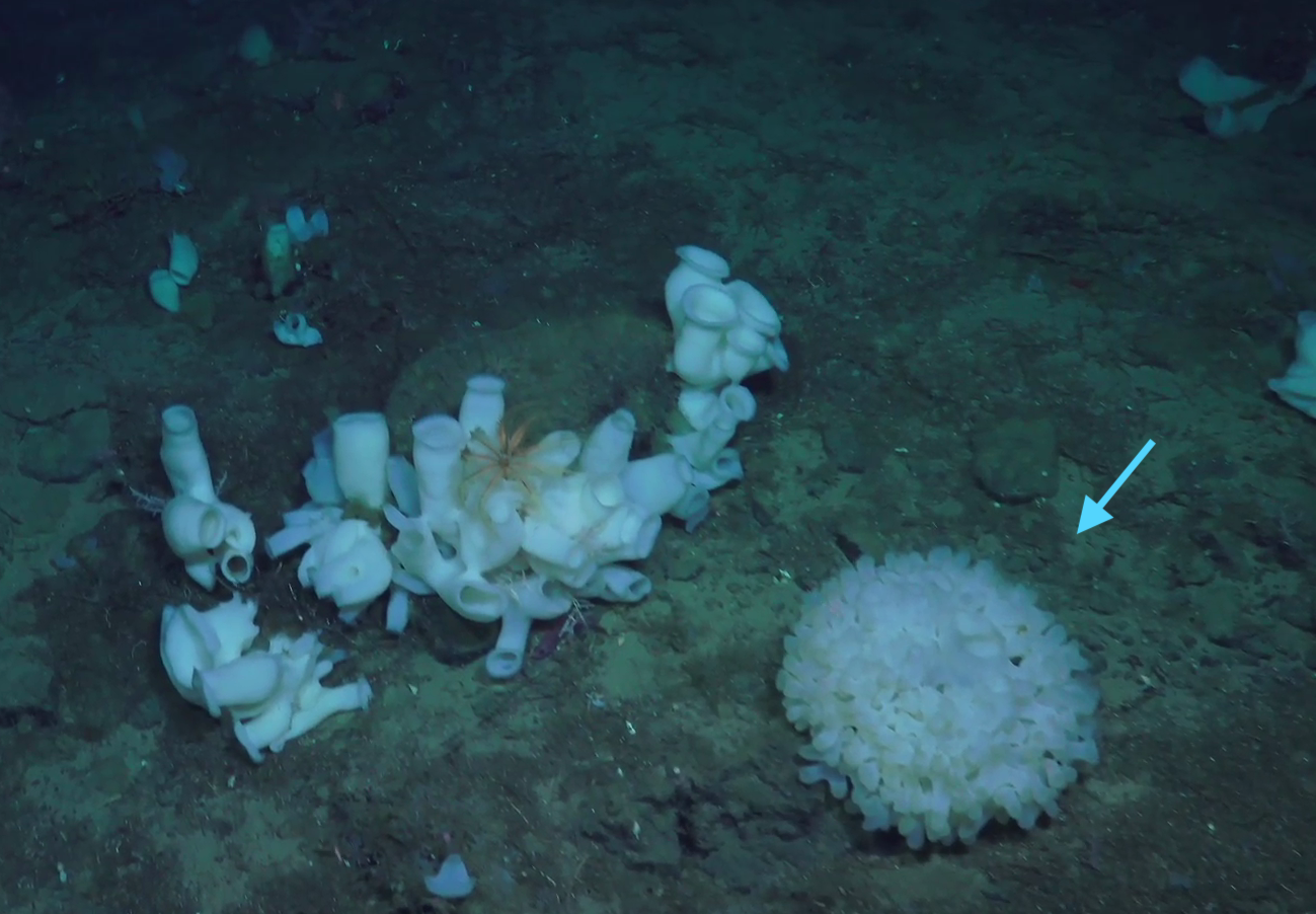 Asconema foliatum