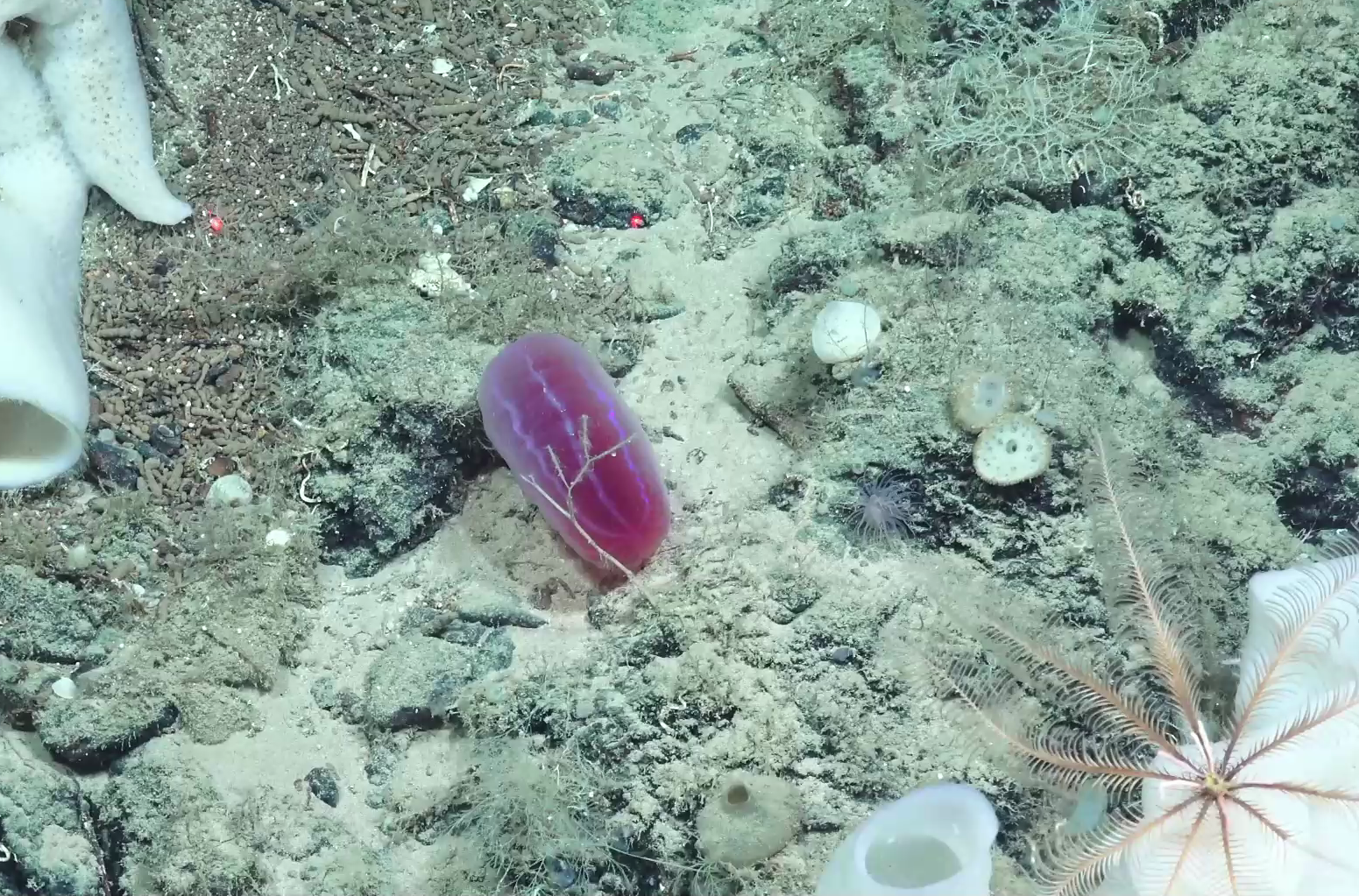 Beroe sp.